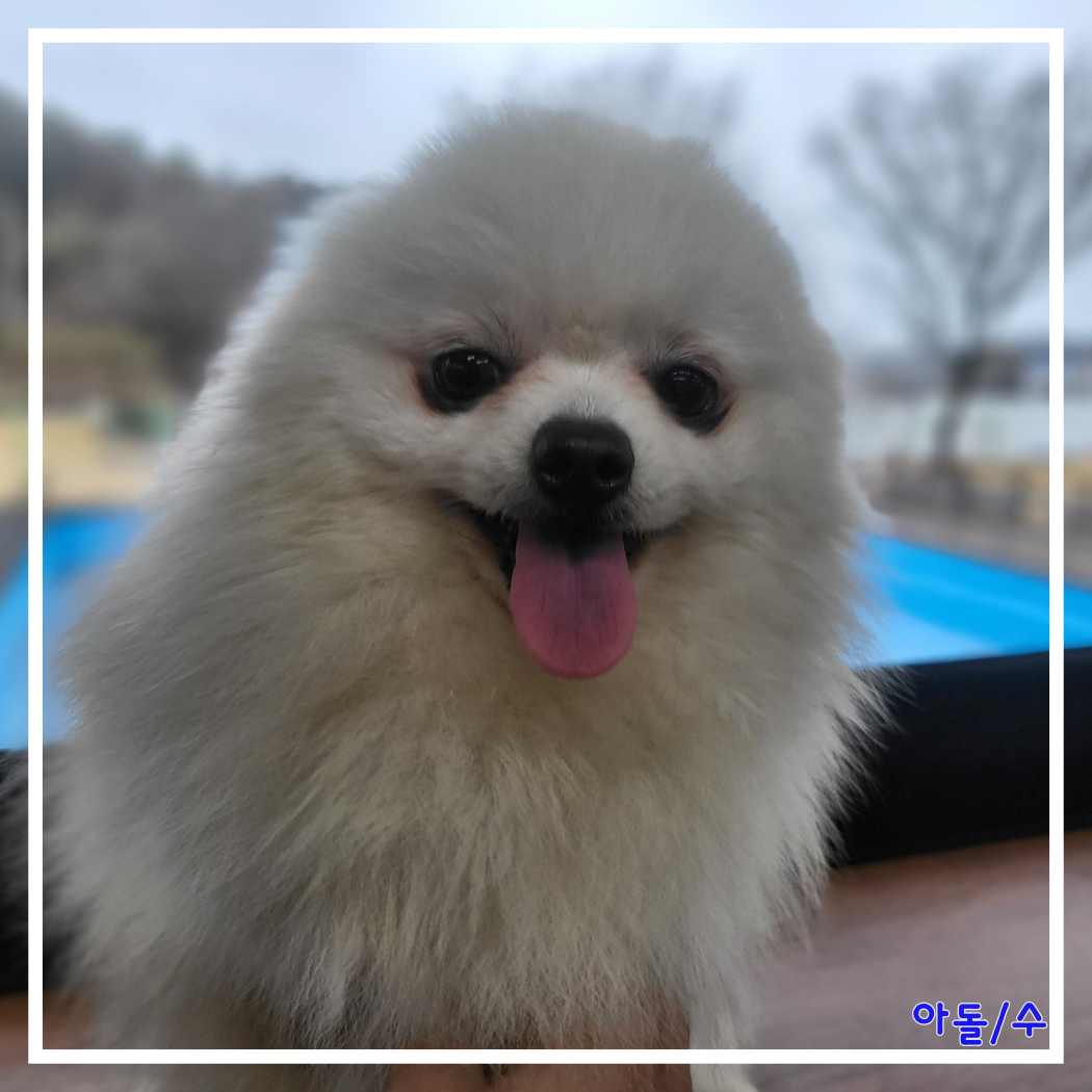 군산유기동물보호센터_445467202400213