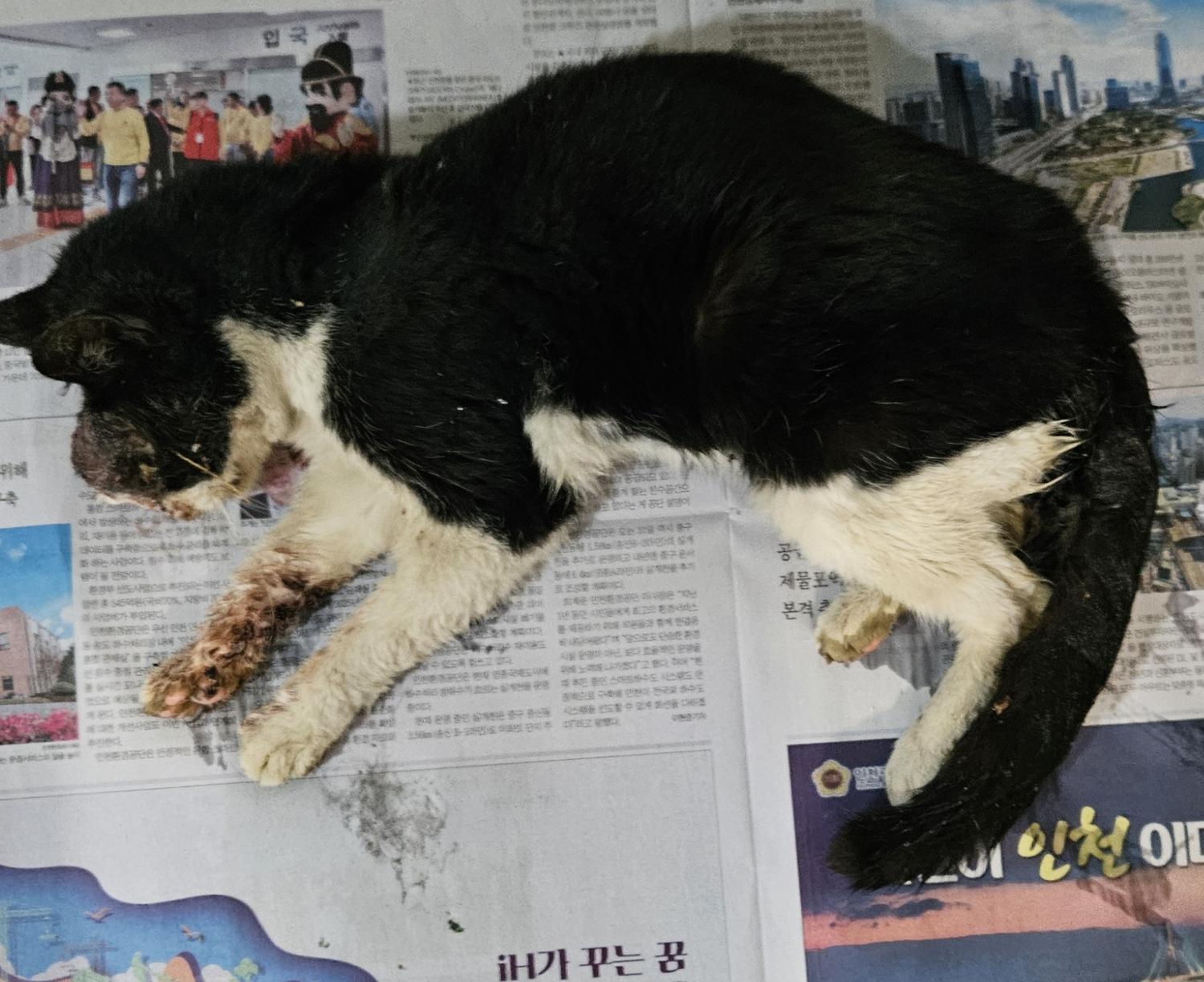 대구유기동물보호센터_427342202400061
