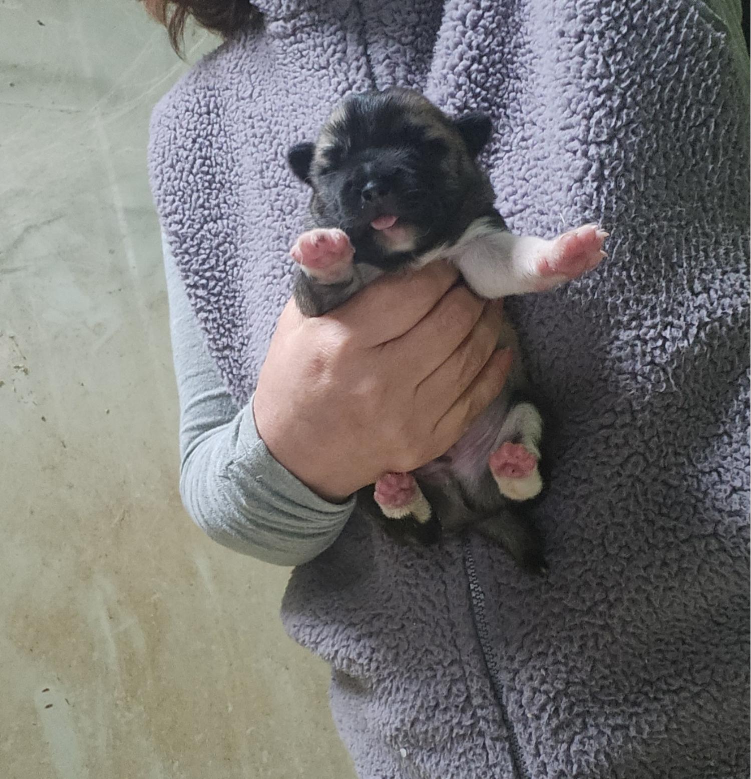 울산유기동물보호센터_431373202400088