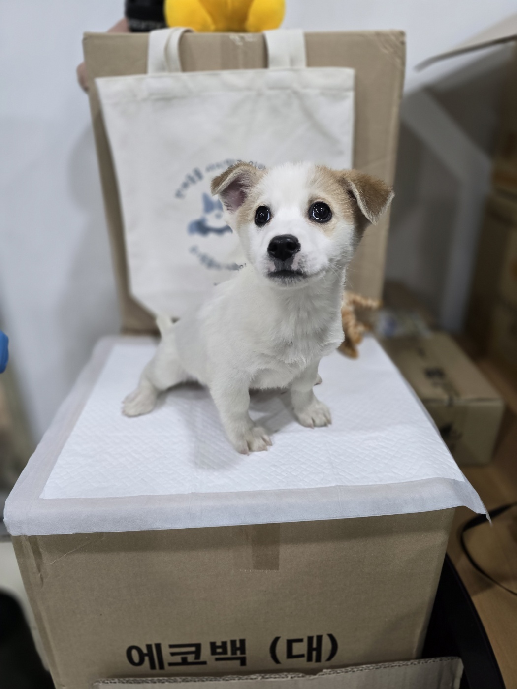 반려동물보호센터_443571202400155
