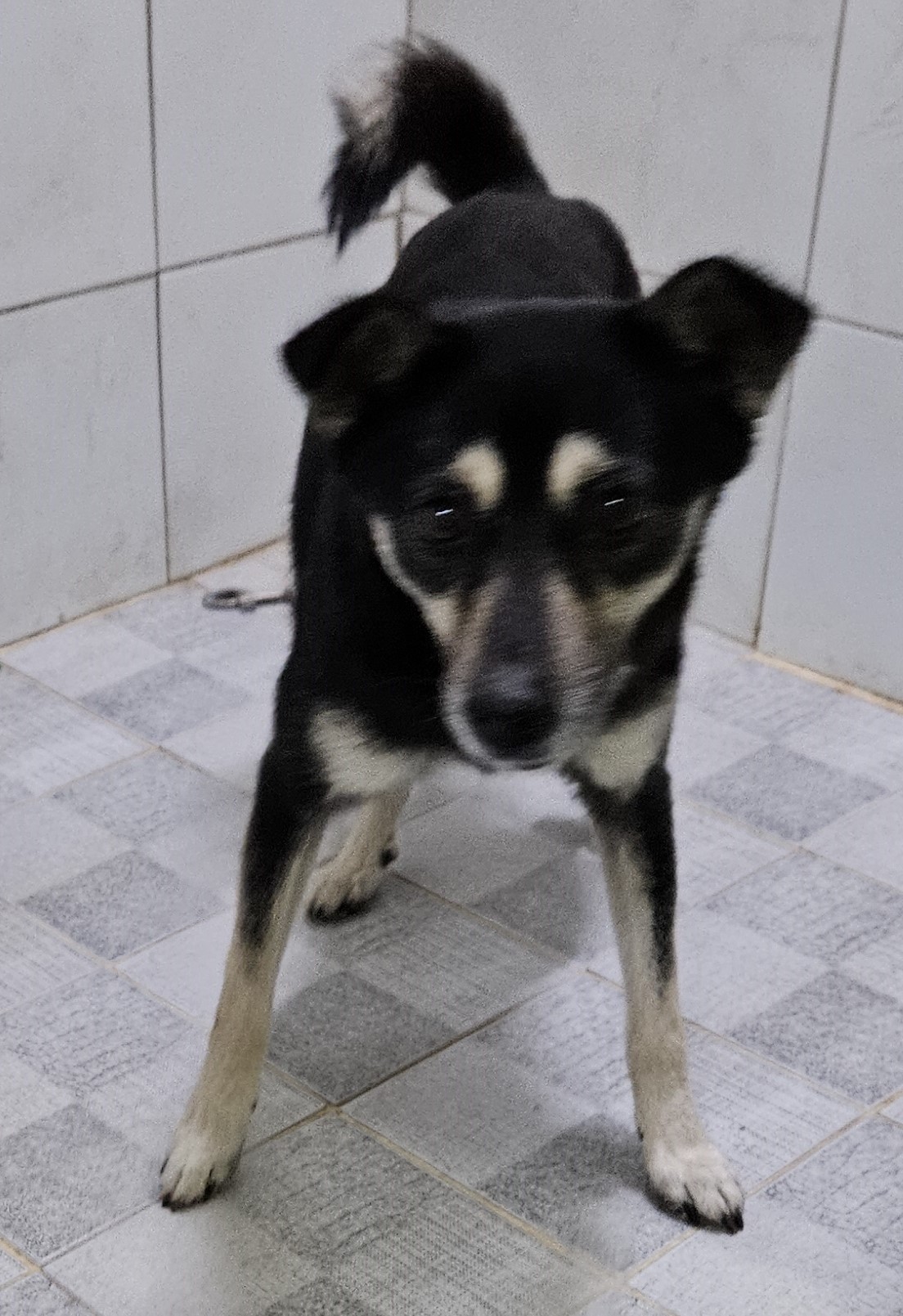 대구유기동물보호센터_427342202400065