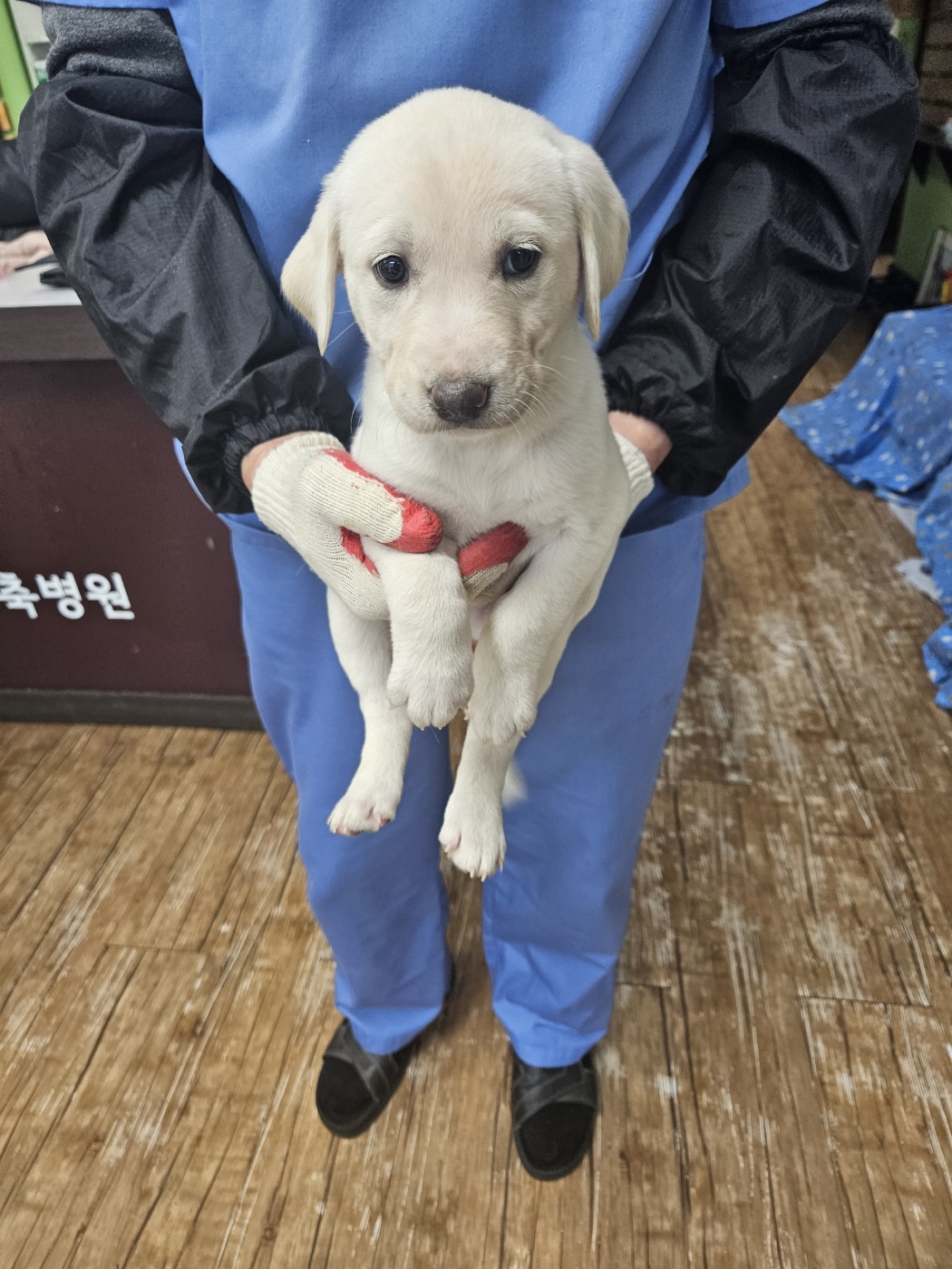 보호중 믹스견의 가…