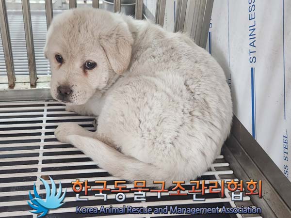 종료(안락사) 믹스…