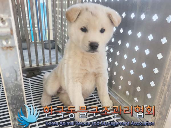 종료(입양) 믹스견…