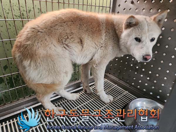 종료(안락사) 믹스…
