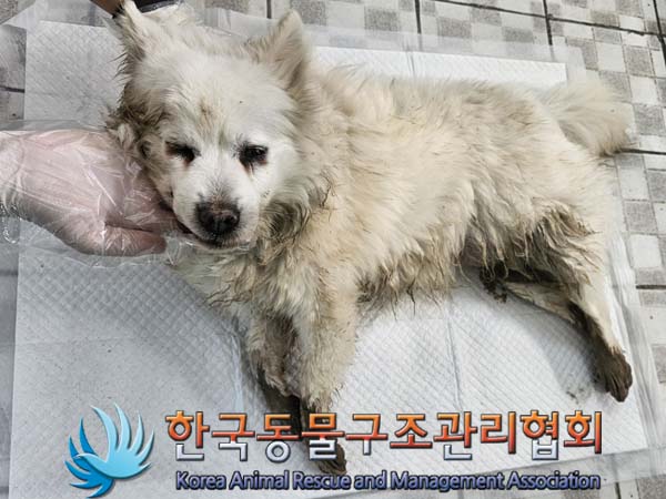 종료(자연사) 믹스…