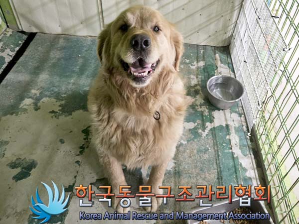 보호중 골든 리트리…