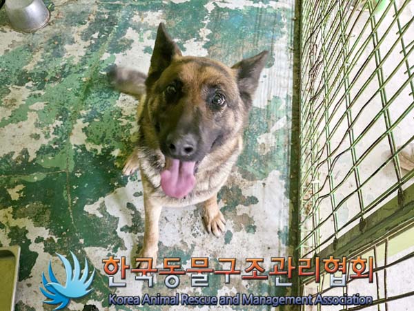 종료(반환) 셰퍼드…