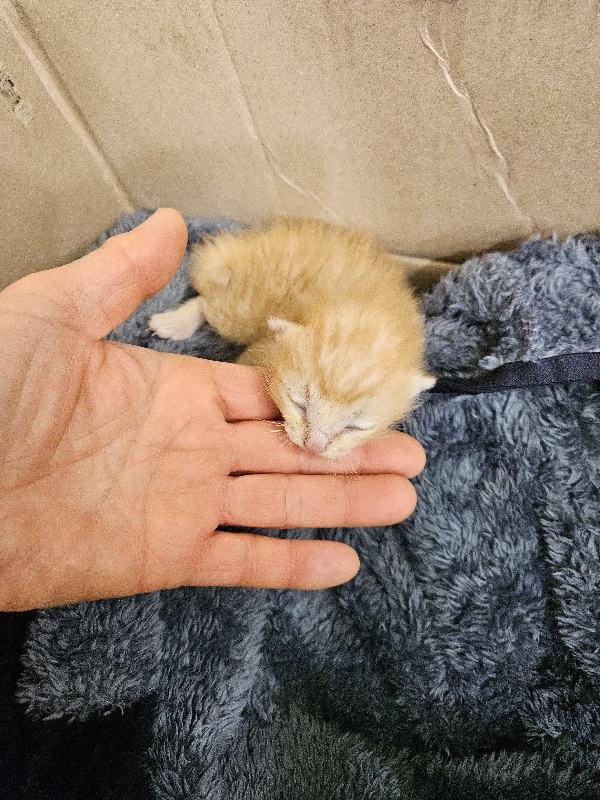 보호중 한국 고양이…