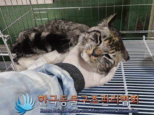 종료(안락사) 한국…