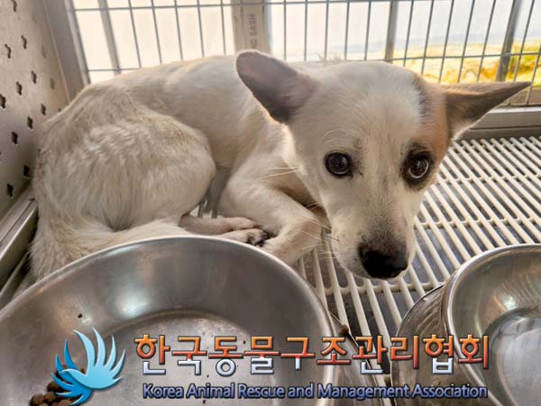 종료(안락사) 믹스…