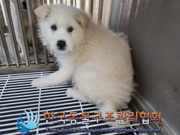 한국동물구조관리협회_441414202400080