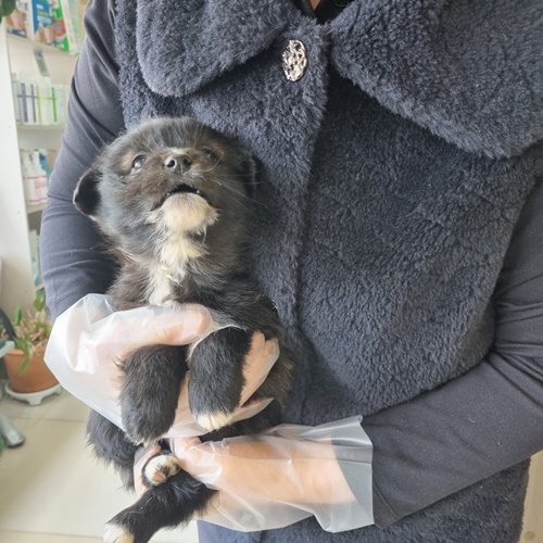 보호중 믹스견의 가…