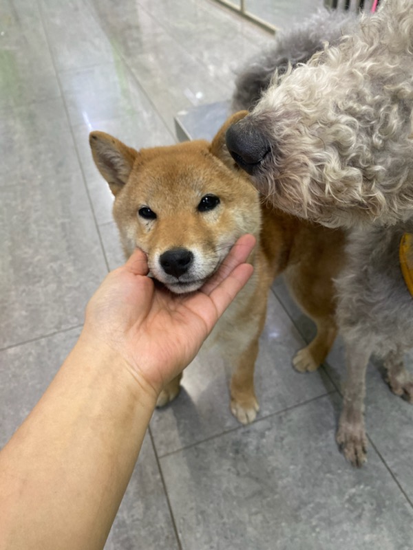 종료(반환) 시바의…
