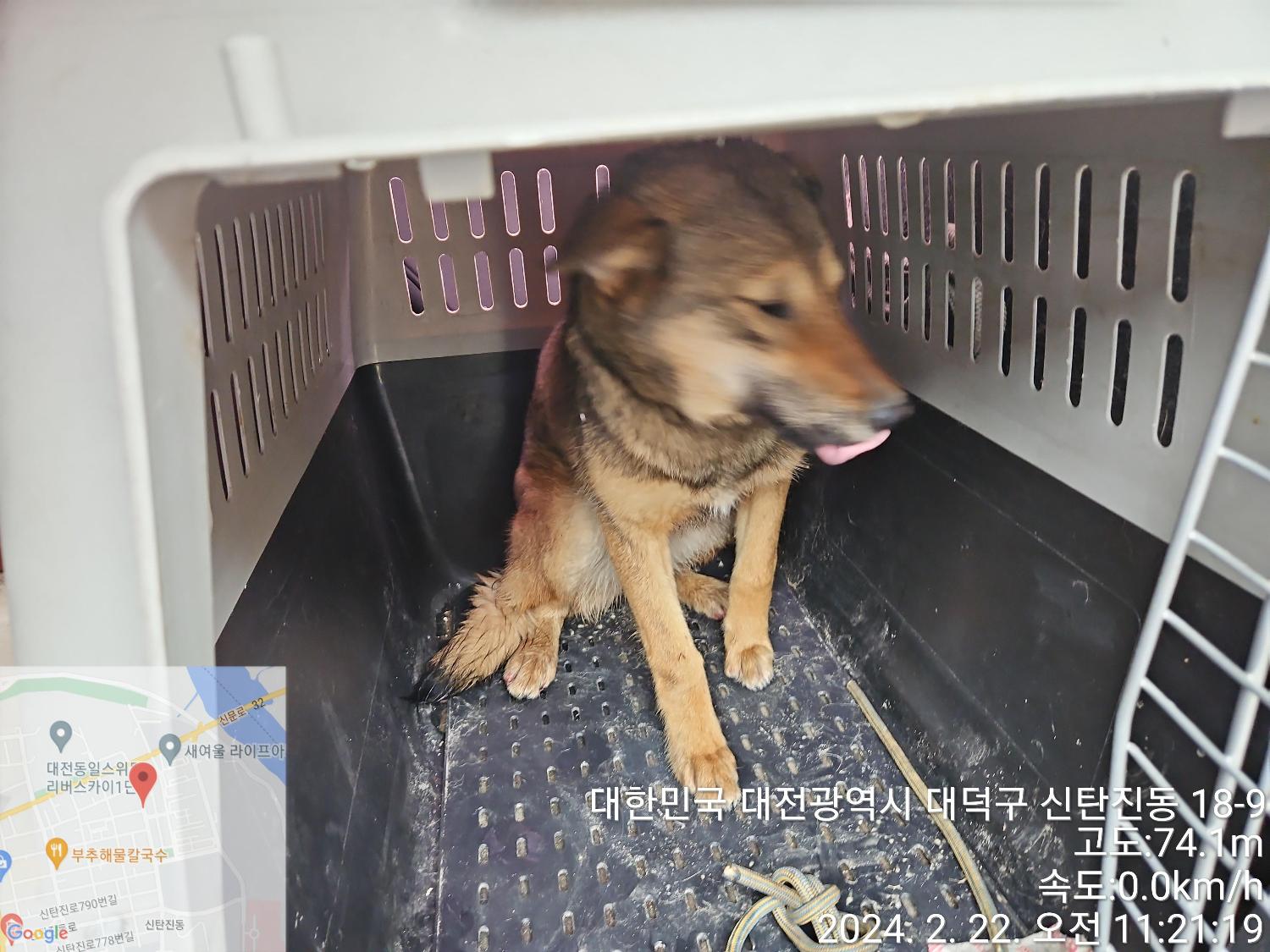 대전동물보호센터_430368202400025