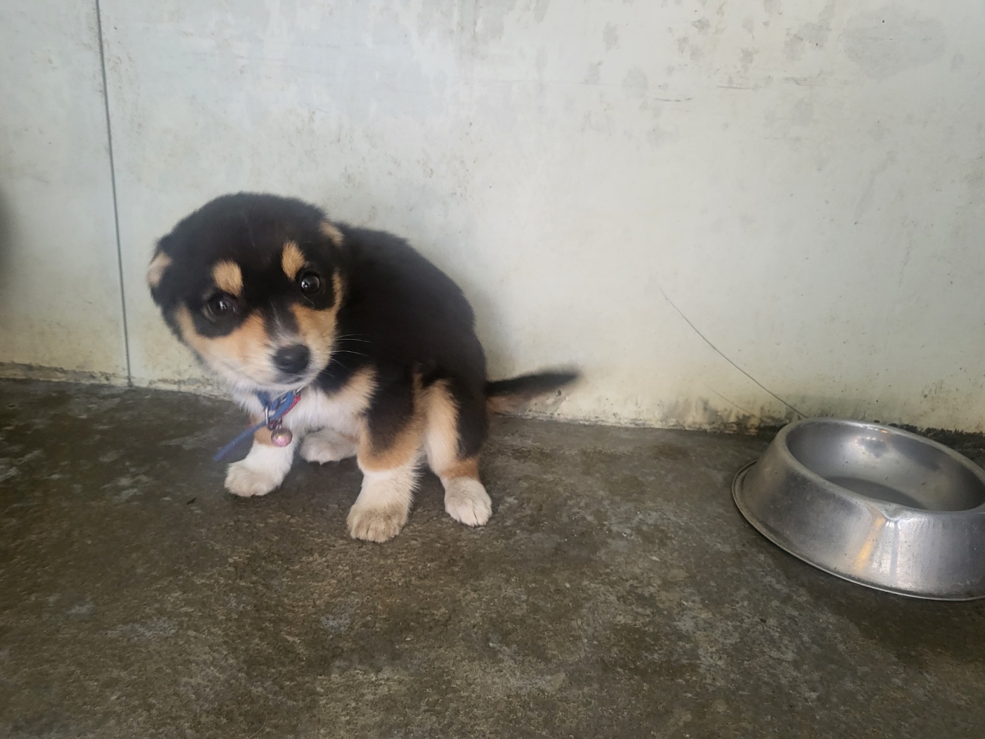 예천군유기동물보호소_447523202400191