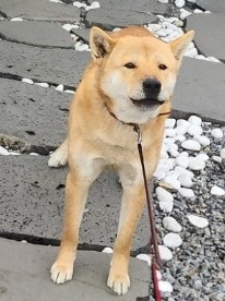 공주시 동물보호소_444450202400046