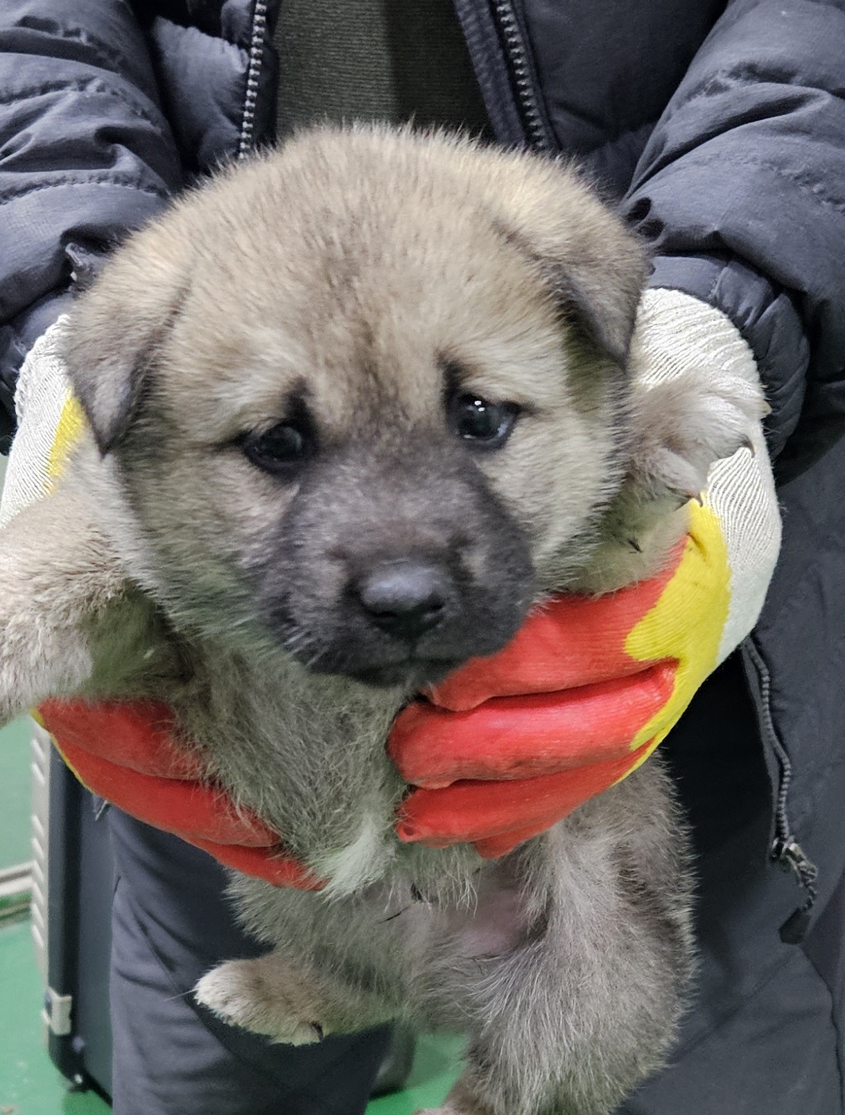 대구유기동물보호센터_427342202400069