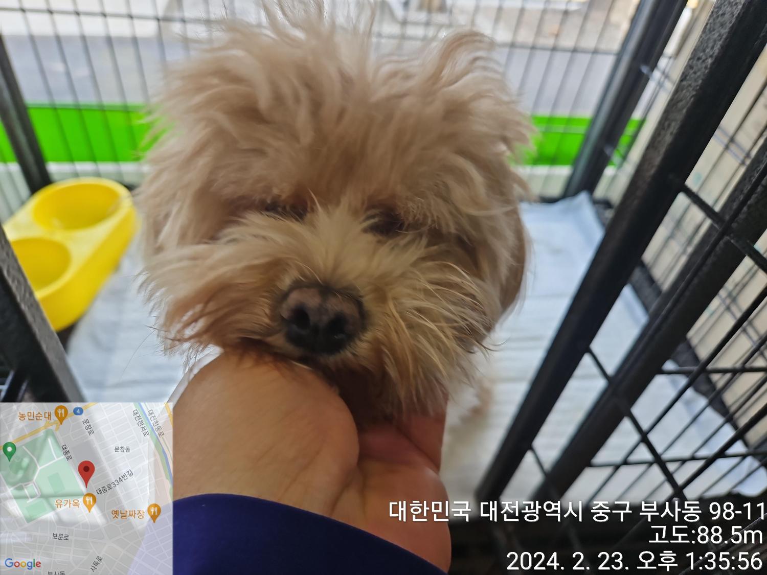 종료(반환) 믹스견…