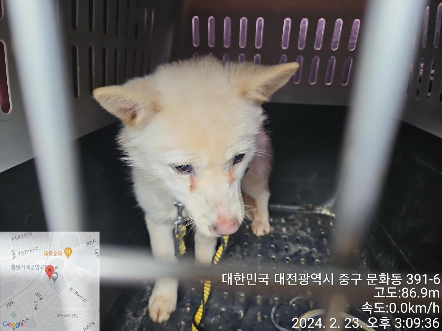 보호중 믹스견의 가…