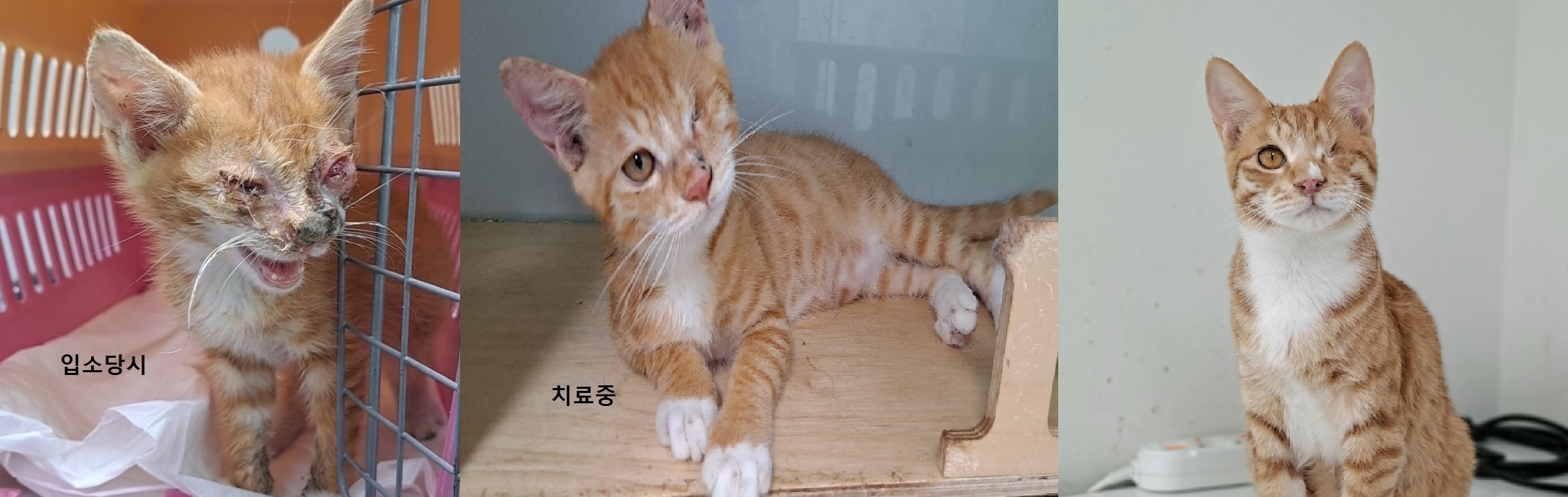 [고양이] 한국 고양이 경기-수원-2023-00334 유기동물 배경 이미지 입니다.