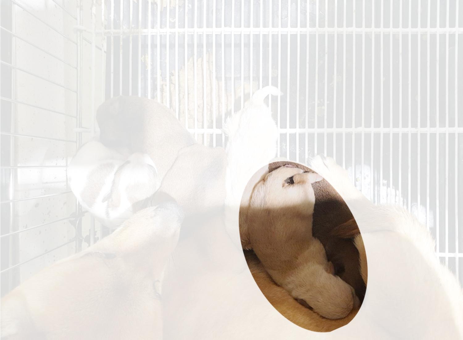보호중 믹스견의 가…