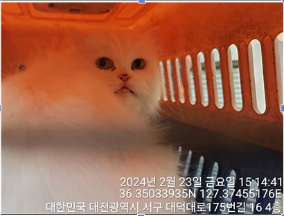 보호중 페르시안의 …