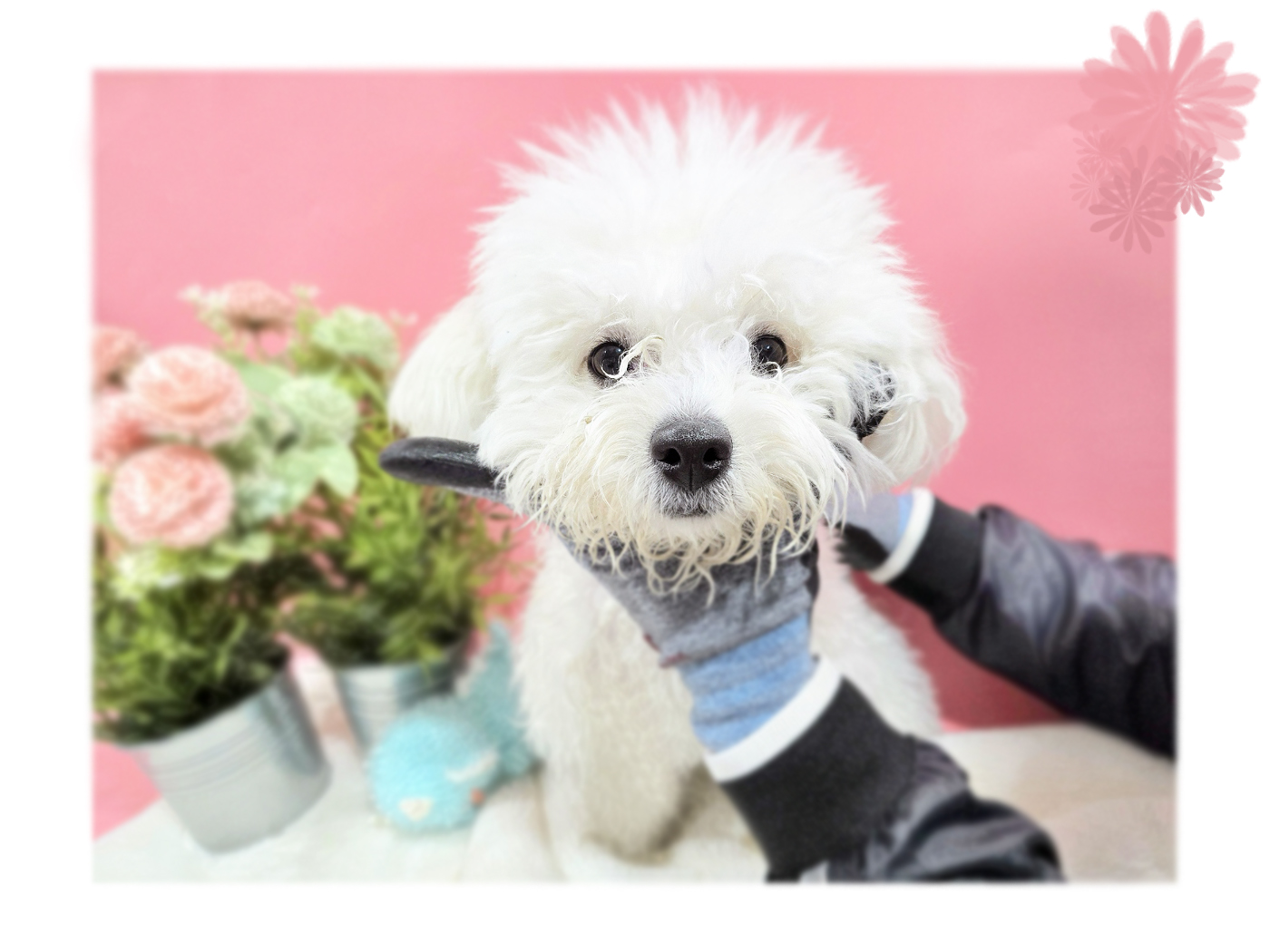 보호중 비숑 프리제…