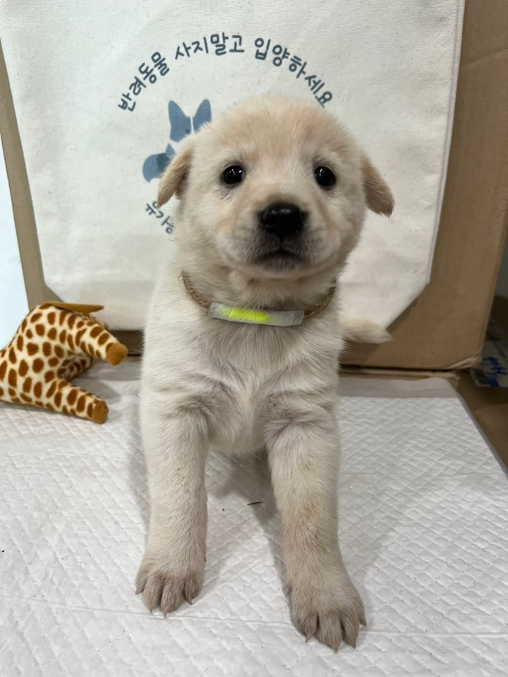 반려동물보호센터_443571202400162