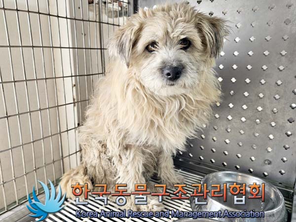 종료(반환) 믹스견…