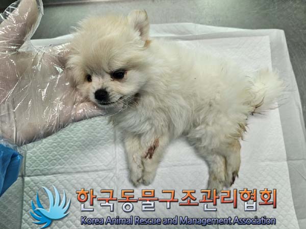 종료(자연사) 포메…