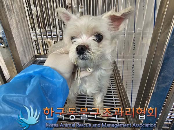 종료(반환) 말티즈…