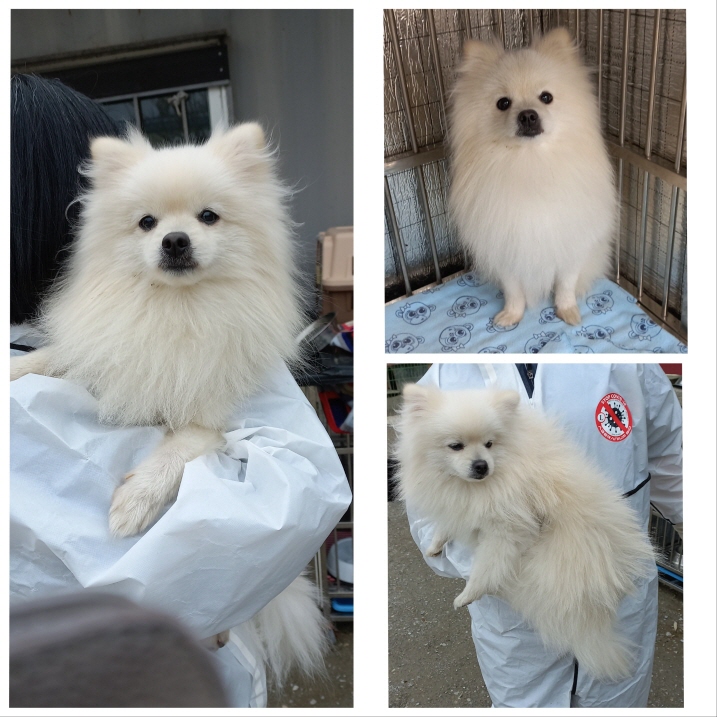 보호중 포메라니안의…