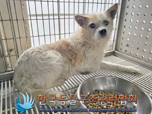 종료(입양) 믹스견…
