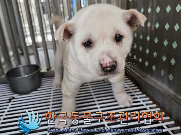 종료(안락사) 믹스…