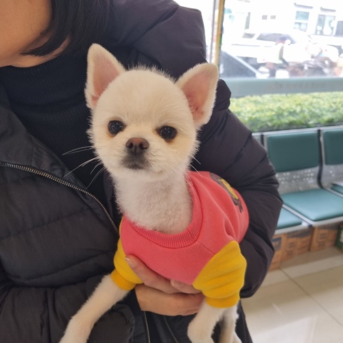 보호중 포메라니안의…