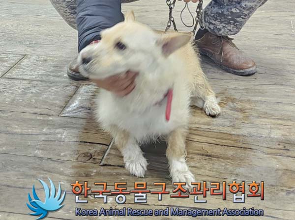 종료(반환) 믹스견…
