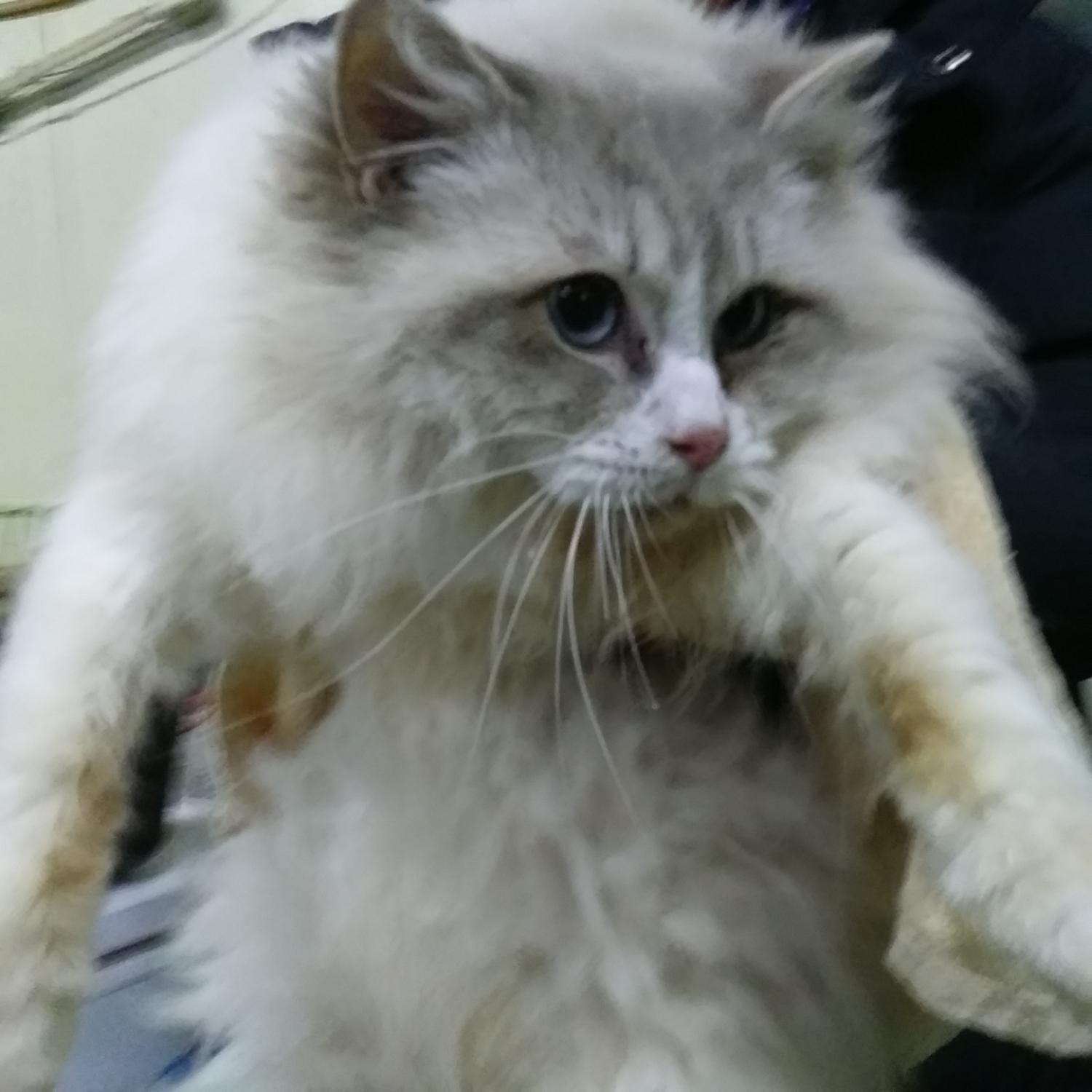 인천광역시수의사회_428353202400053