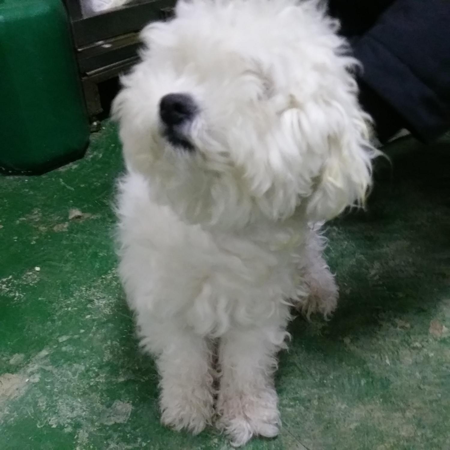 종료(입양) 비숑 …