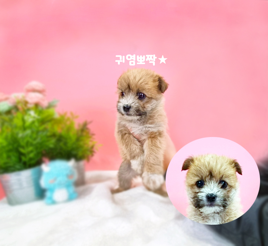 보호중 믹스견의 가…