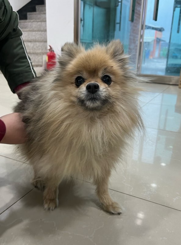 보호중 포메라니안의…