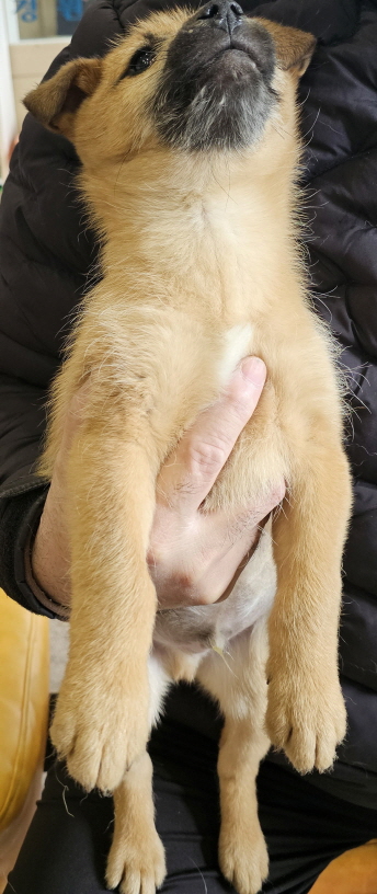 보호중 믹스견의 가…