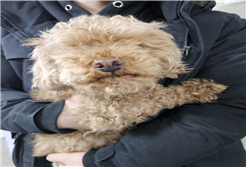 보호중 푸들의 가족…