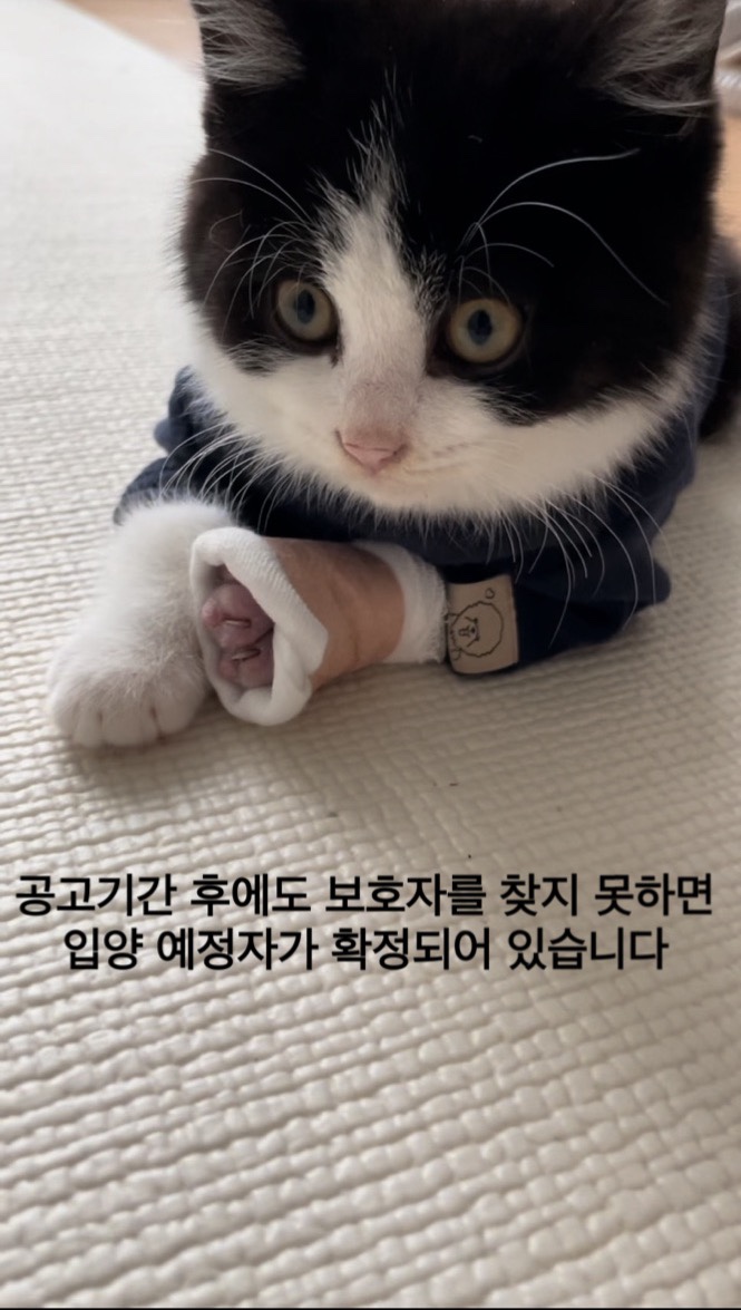 종료(입양) 한국 …