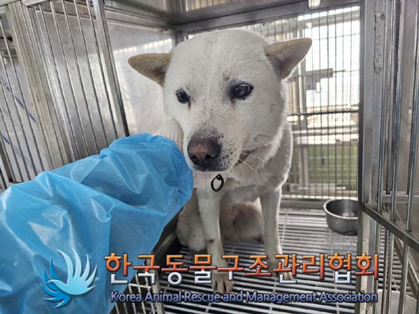 한국동물구조관리협회_441560202400154