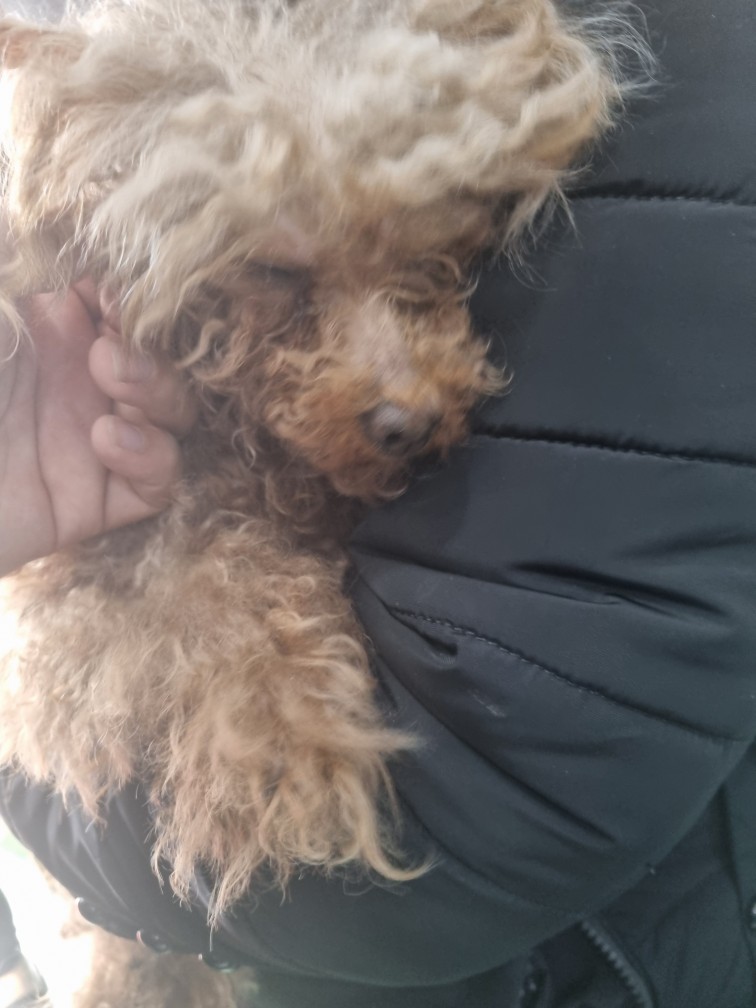 보호중 푸들의 가족…