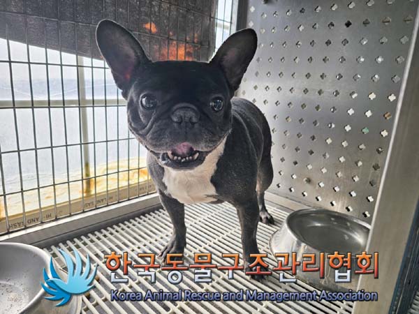 종료(입양) 프렌치…