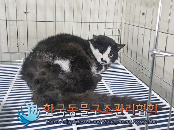 한국동물구조관리협회_411306202400077