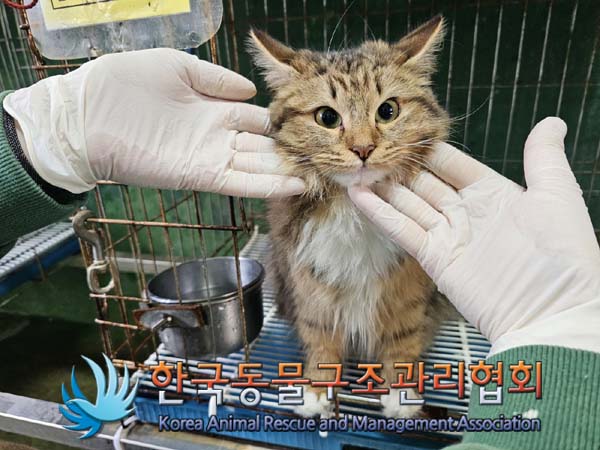 종료(입양) 노르웨…