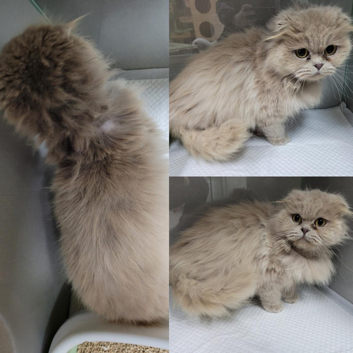 보호중 스코티시폴드…